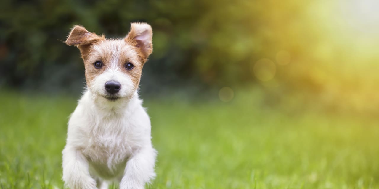 ROBINHOOD MARKETS STOCK FALLS 9.5% IN PREMARKET TRADING FOLLOWING Q1 PROFIT AND REVENUE SHORTFALL