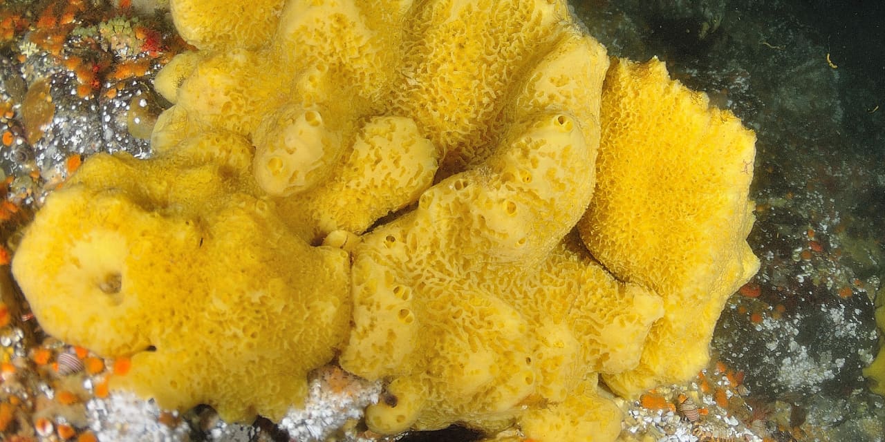 Home Depot Faces Financial Headwinds Amid Market Challenges