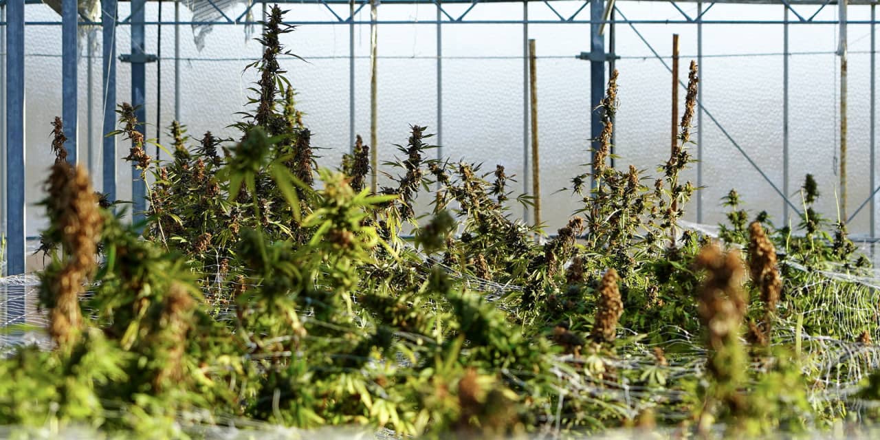 Marijuana Companies Set to Receive Significant Tax Relief as Regulations Relax