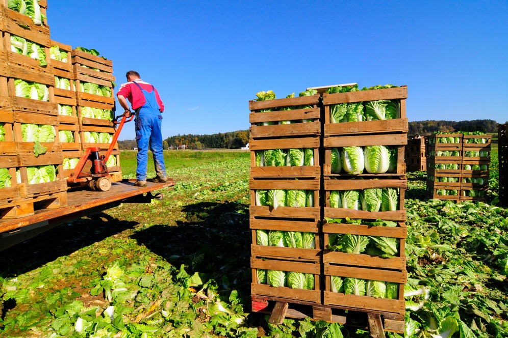 'As A Species, We Have Never Confronted Anything Like This' — Stanford Scientist Warns Of Devastating Collapse In Global Food Supply