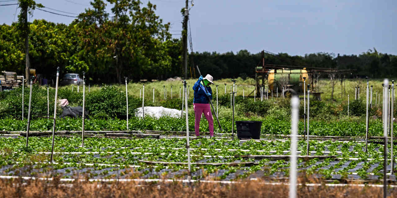 Trump paused and then resumed some immigrant raids. Affected sectors still express hope.